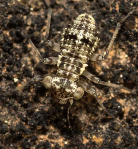 Réf. 203 805 : Mesopsocus immunis